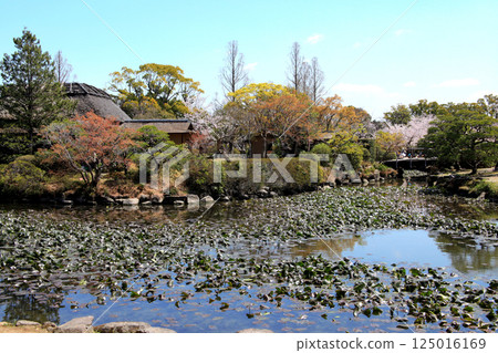 Spring scenery of Kanno Park in Saga (popular tourist spot and cherry blossom viewing spot) 125016169