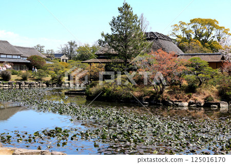 Spring scenery of Kanno Park in Saga (popular tourist spot and cherry blossom viewing spot) 125016170
