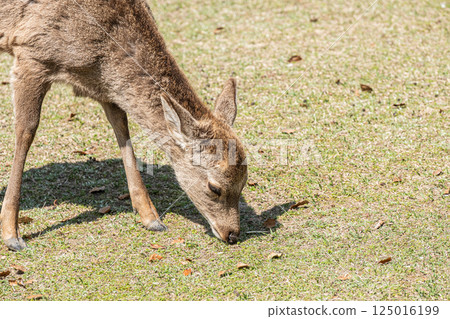 梅花鹿（雌性） 奈良市奈良公園 125016199