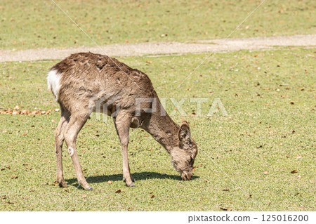 Sika deer (female) Nara Park, Nara City 125016200