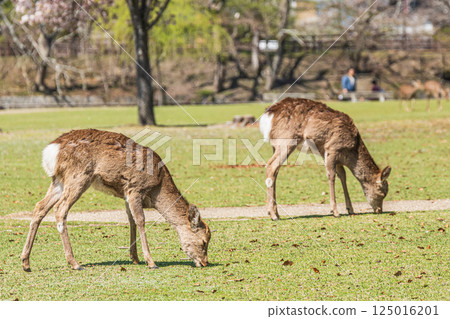 Sika deer (female) Nara Park, Nara City Sika deer (female) Nara Park, Nara City 125016201