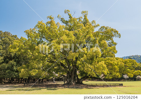 Fresh green camphor trees at Tobihino Garden in Nara Park 125016204