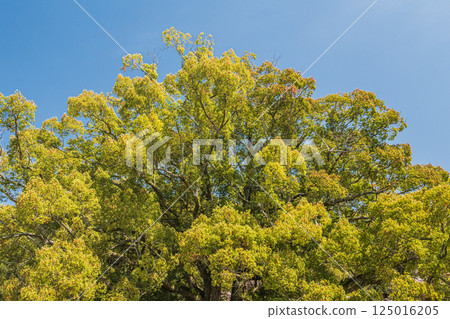 Fresh green camphor trees at Tobihino Garden in Nara Park 125016205