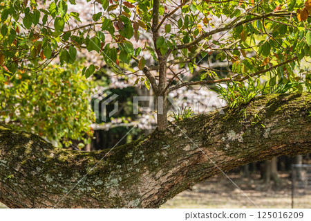 Fresh green camphor trees at Tobihino Garden in Nara Park 125016209