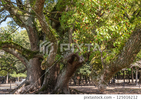 Fresh green camphor trees at Tobihino Garden in Nara Park Fresh green camphor trees at Tobihino Garden in Nara Park 125016212