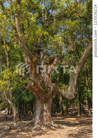 奈良公園飛火野庭園的鮮綠樟樹 125016214