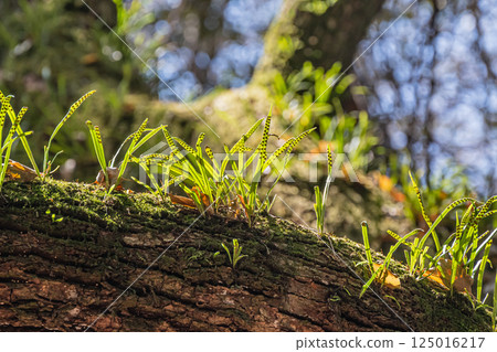 生長在樹枝上的附生植物，飛火野庭園，奈良公園 125016217