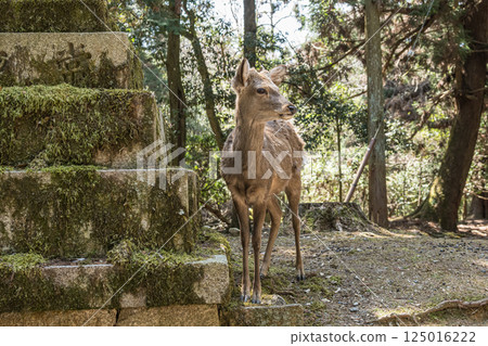 奈良市奈良公園春日大社參道梅花鹿(雄性) 奈良市奈良公園春日大社參道梅花鹿(雄性) 125016222