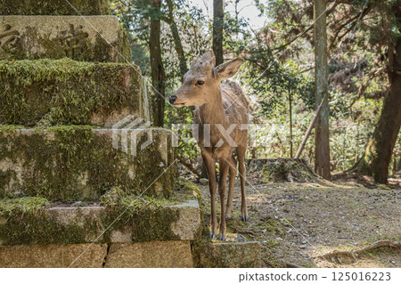 奈良市春日大社參道梅花鹿(雄性) 奈良市春日大社參道梅花鹿(雄性) 125016223