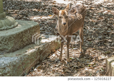 Sika deer (female), Kasuga Taisha Shrine approach, Nara city 125016227