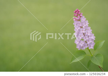 Lilac flowers Lilac flowers 125016234