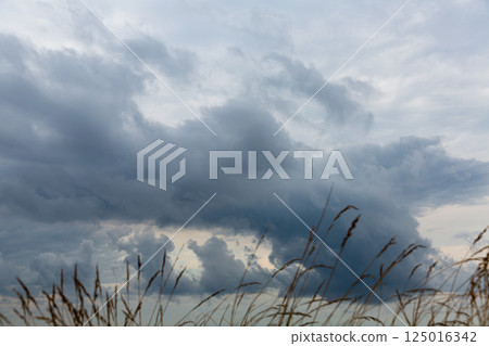 Grass on background of cloudy sky Grass on background of cloudy sky 125016342