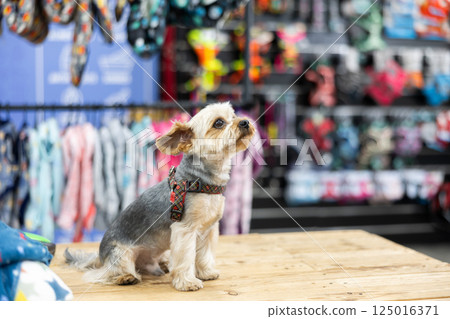 In fitting area, Yorkshire terrier is sitting on table for animals in pet store 125016371