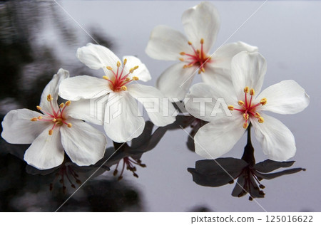 桐花時節，遙遠的桐花 125016622