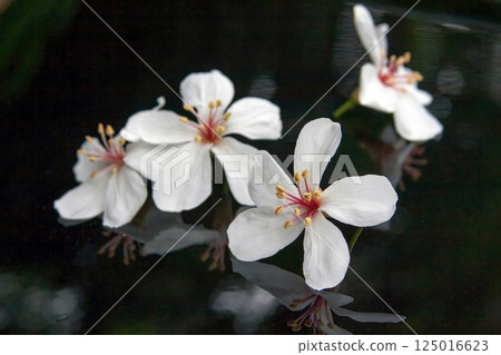 桐花時節，遙遠的桐花 125016623