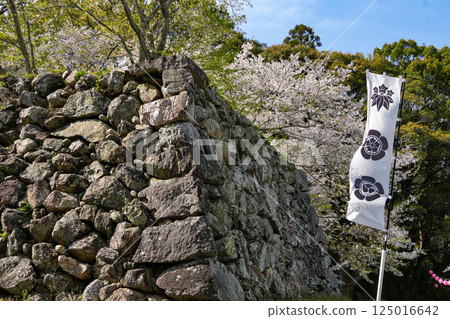 玉城町玉丸城跡的櫻花 125016642
