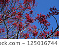 紅色的花楸果和藍天（第二部） 125016744