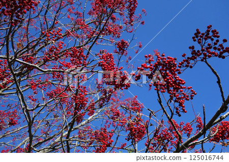 Red rowan berries and blue sky (part 2) 125016744