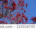 紅色的花楸果和藍天（第一部分） 125016745
