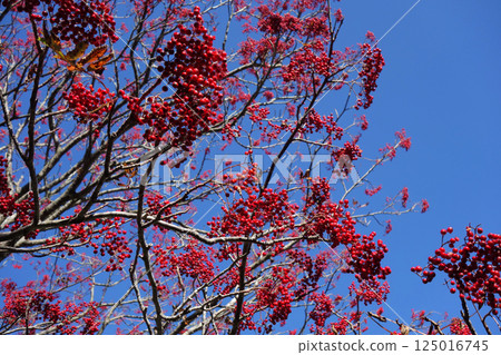 紅色的花楸果和藍天（第一部分） 125016745