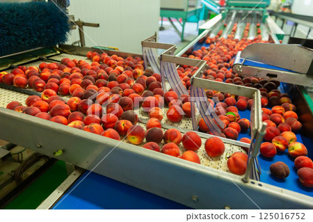 Industrial production sorting line of peaches in packing plant Industrial production sorting line of peaches in packing plant 125016752