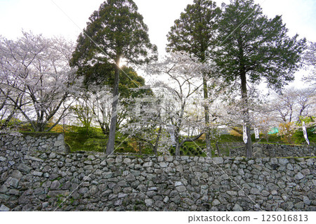 玉城町玉丸城跡的櫻花 玉城町玉丸城跡的櫻花 125016813