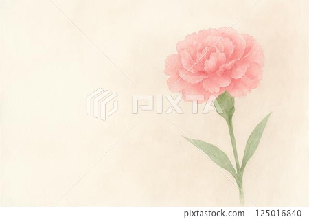 Carnation  125016840
