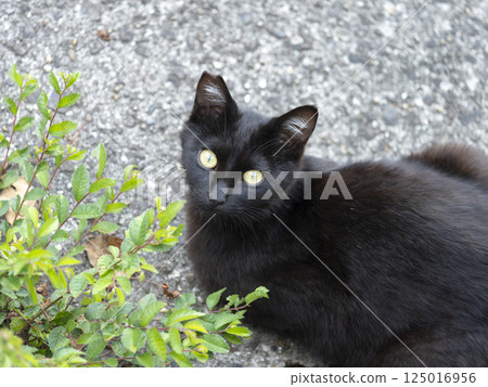 black cat regional cat 125016956