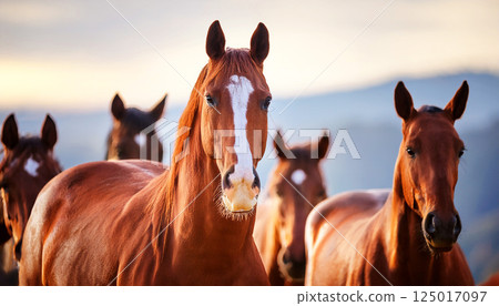 horse in the field, a herd of five curious Thoroughbred mares, all looking directly at the camera with gentle expressions against a soft, herd of thoroughbreds, horse herd portrait 125017097