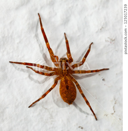 Macro shot of brown recluse spider on white Macro shot of brown recluse spider on white 125017239