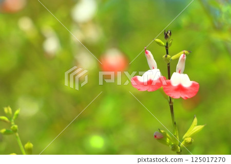 Cherry sage flowers blooming in a flower field 125017270