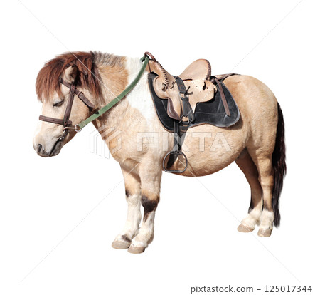 Cute pony with a bridle and saddle. Beautiful piebald little horse pony. Isolated of white background Cute pony with a bridle and saddle. Beautiful piebald little horse pony. Isolated of white background 125017344