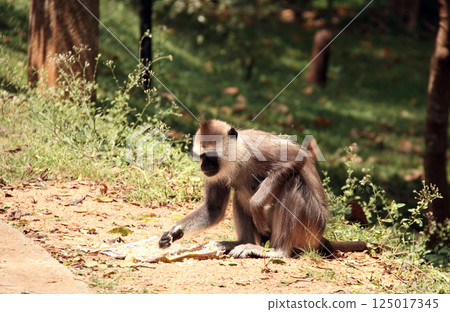 Gray langur (Semnopithecus entellus) eats fruits in forest, Sri Lanka. Wild monkey Bengal sacred langur or Hanuman langur in wildlife reserve, Sri Lanka Gray langur (Semnopithecus entellus) eats fruits in forest, Sri Lanka. Wild monkey Bengal sacred langur or Hanuman langur in wildlife reserve, Sri Lanka 125017345