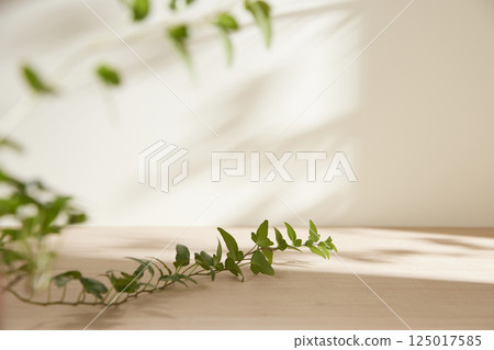 Morning Light and Natural Shadows in a Minimal Living Space. 125017585