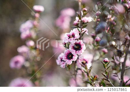 Gracefully blooming Leptosperm Gracefully blooming Leptosperm 125017861