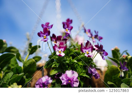 Violas shining against the blue sky 125017863