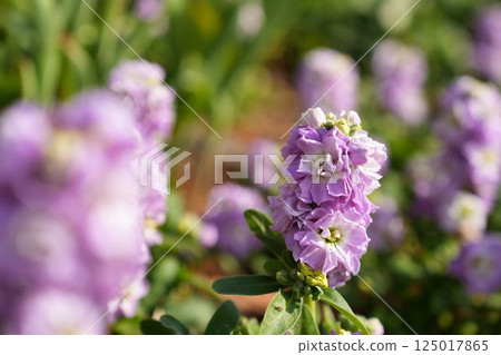 Stock flowers in the sunlight Stock flowers in the sunlight 125017865