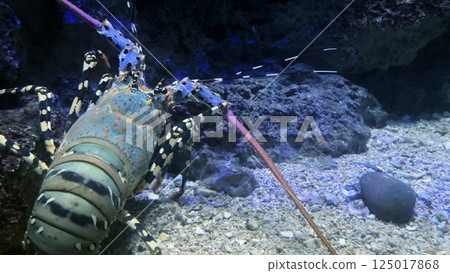 Close-up of lobster on aquarium reef 125017868
