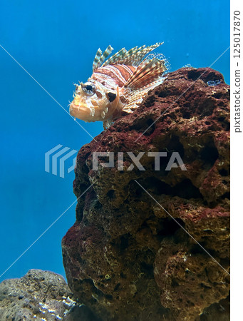 Lionfish on aquarium reef 125017870