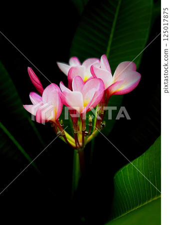 Beautiful frangipani flowers blooming in the garden 125017875