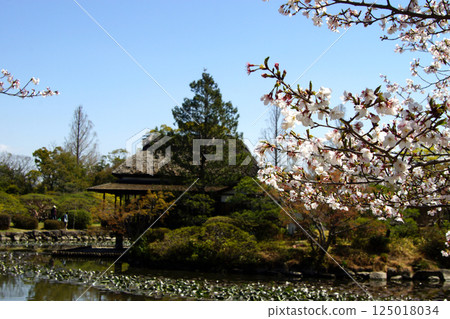 Spring scenery of Kanno Park in Saga (popular tourist spot and cherry blossom viewing spot) 125018034