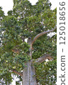 Dejima tree of Dejima, Nagasaki 125018656