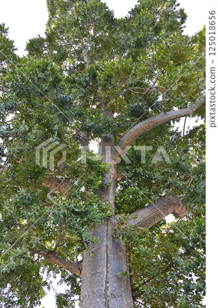 Dejima tree of Dejima, Nagasaki 125018656