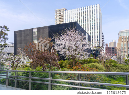 Nakanoshima Museum of Art, Osaka and cherry blossoms in full bloom 125018675