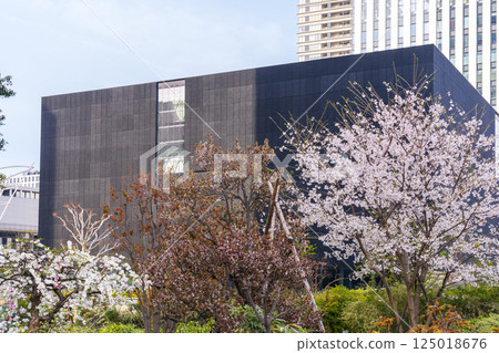 Nakanoshima Museum of Art, Osaka and cherry blossoms in full bloom Nakanoshima Museum of Art, Osaka and cherry blossoms in full bloom 125018676