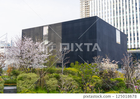 Nakanoshima Museum of Art, Osaka and cherry blossoms in full bloom 125018678