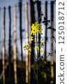 Single yellow flower analog moddy felling. 125018712