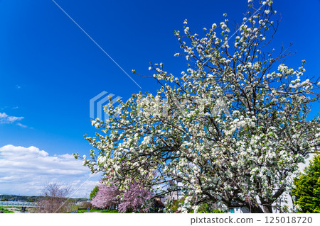Apple blossoms blooming in the blue sky 125018720