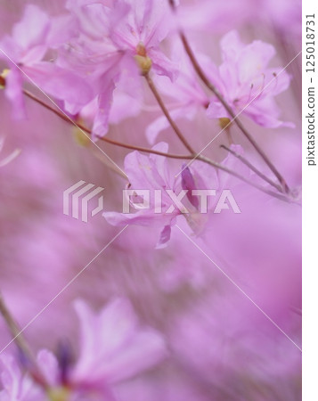 A park with azaleas in full bloom in spring A park with azaleas in full bloom in spring 125018731