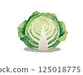 Fresh cabbage illustration 125018775